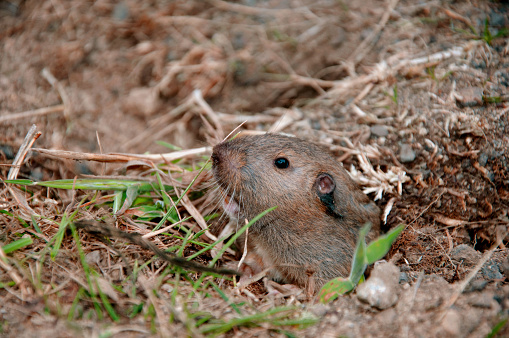 Pocket Gopher peeking out of a hole in Point Reyes, California