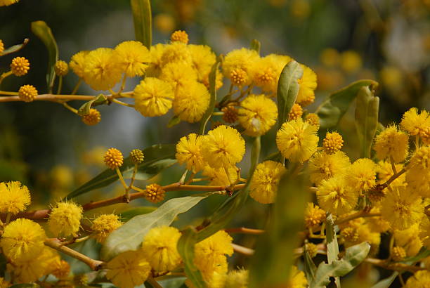 istock yellow mimosa flower 521435979