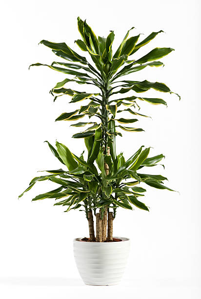 istock Fresh Look Dracaena Fragrans Flowering Plant 521436295