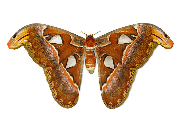 istock Female attacus atlas moth 521436303