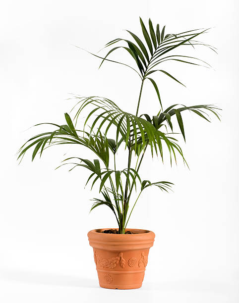 istock Kenzia Palm Plant on Ordinary Brown Pot 521436651