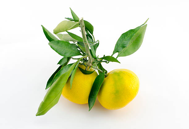 istock tangerine and leaves isolated 521437123