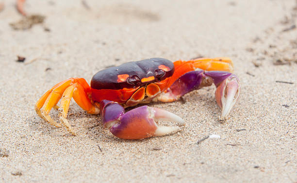 Tropical Land Crab in Costa Rica
