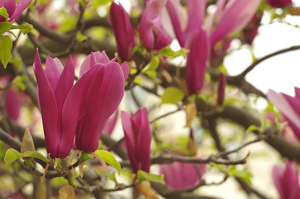 istock Pink magnolia flowers in spring 521438547