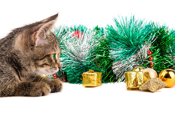 istock grey kitten looking at Christmas decorations on white background 521438577