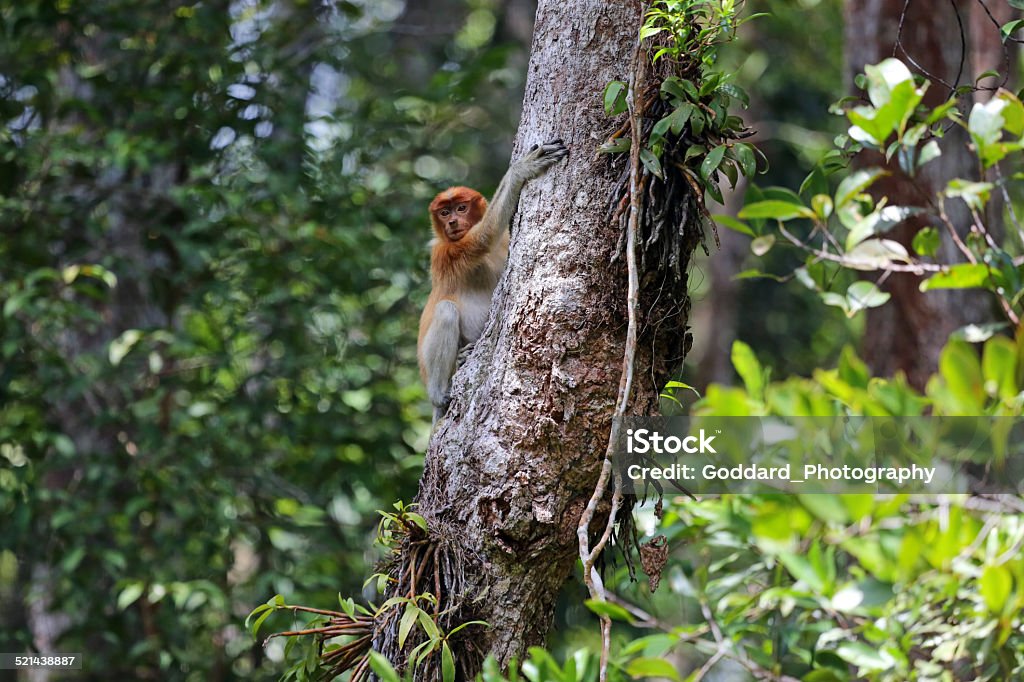 Indonesia: Proboscis Monkey in Tanjung Puting A Proboscis Monkey (Nasalis larvatus) hanging on the side of a tree in the Tanjung Puting National Park in Borneo. Animal Wildlife Stock Photo