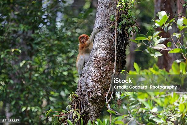 Indonesia Proboscis Monkey In Tanjung Puting Stock Photo - Download Image Now - Animal Wildlife, Animals In The Wild, Horizontal