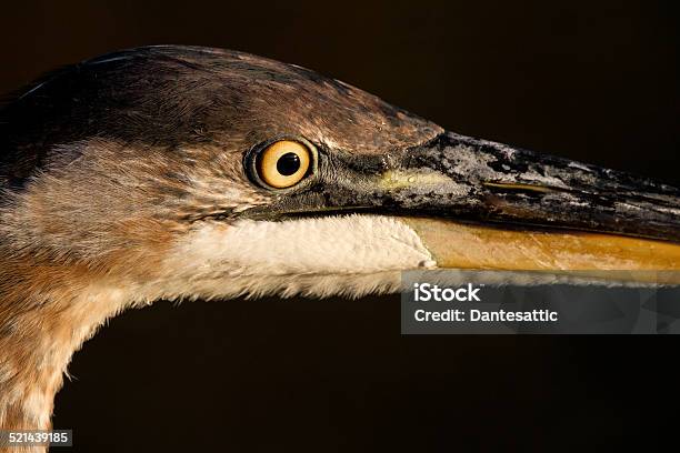 Macro Great Blue Heron Stock Photo - Download Image Now - Animal Wildlife, Bird, Great Blue Heron