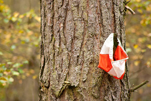 An orienteering/cross country flag hanging on a tree, in a forest, marking out the route.