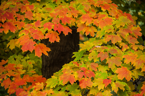 Maple tree in transformation to its Fall colors.