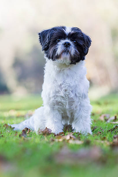 istock Boomer dog sitting in the grass 521440213