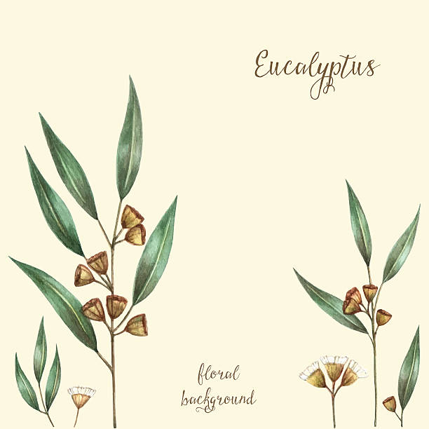 акварельные eucalyptus листья - australian culture flower indigenous culture plant stock illustrations