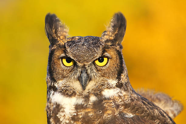 istock Portrait of Great horned owl 521441997