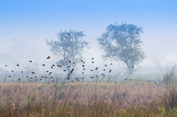 Birds flying in the winter mist, silhouette, Indian village background