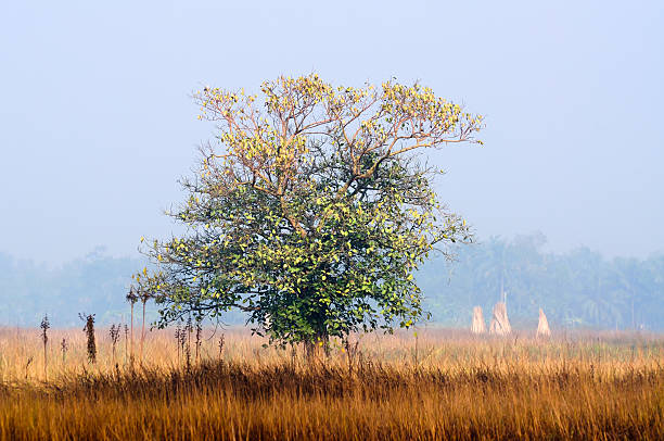 один дерево зимой утро - landscape tree field solitude стоковые фото и изображения