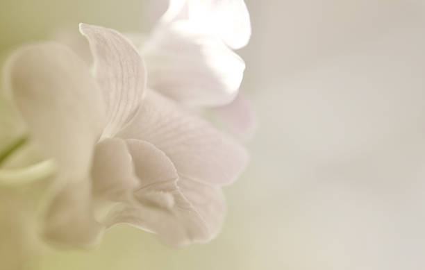 istock sweet flowers in soft style for background 521451895