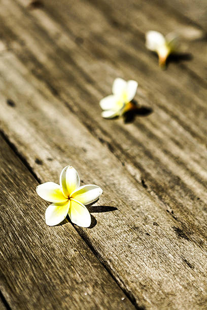 istock Flowers on wooden floor 521452599