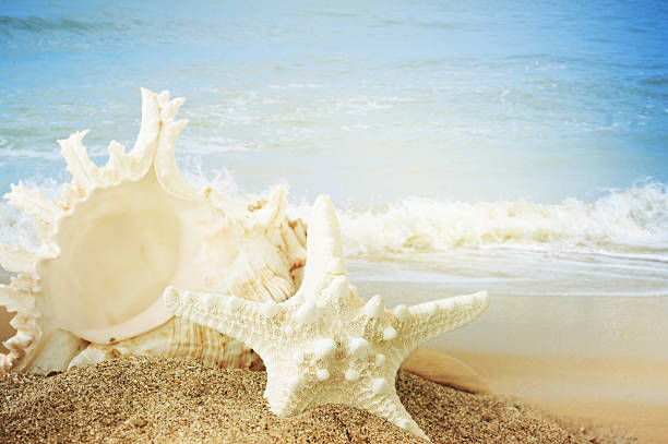 istock Starfish and seashell on the sandy beach 521452813