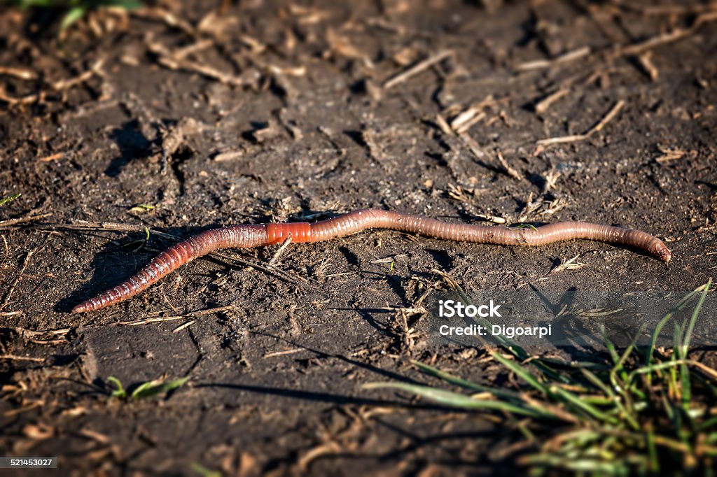 Earthworm - Lumbricus terrestris Closeup of a long Earthworm - Lumbricus terrestris Animal Stock Photo