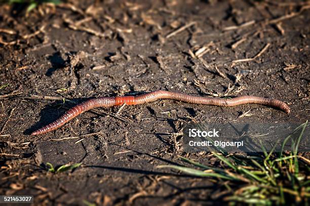 Earthworm Lumbricus Terrestris Stock Photo - Download Image Now - Animal, Annelid, Brown