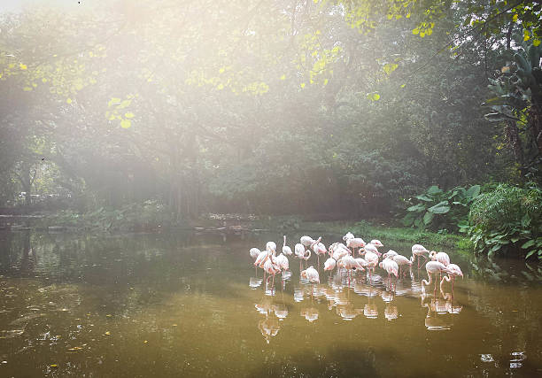 Flamingos stock photo