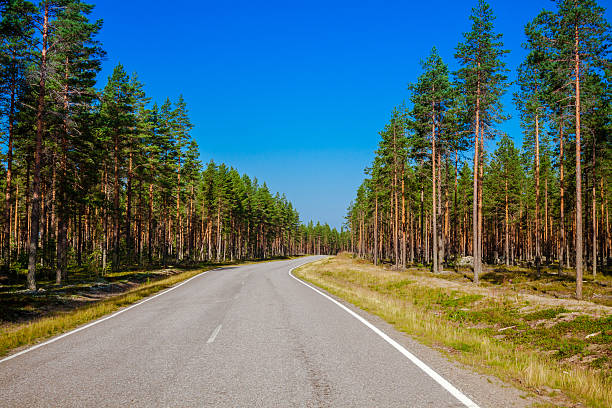 istock Country road through the forest 521453233