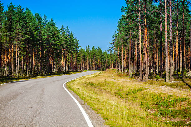 istock Country road through the forest 521453237