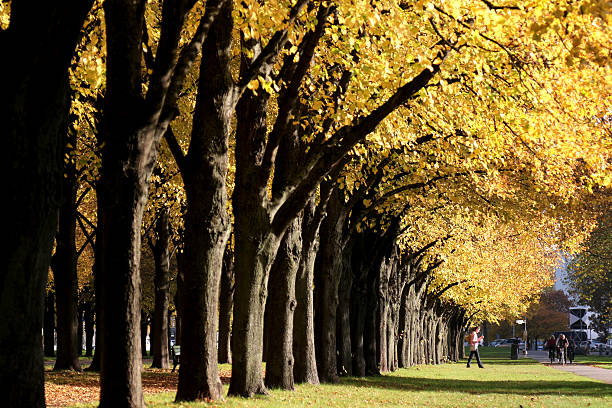 美しい秋のハノーバー - herrenhäuser gärten ストックフォトと画像