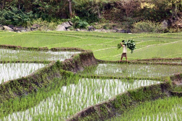 Bajawa, Indonesia - August 16, 2014: A farmer carries fresh produce between rice paddies that fill a valley and hillsides through the use of terraced farming, near Bajawa on Flores island.
