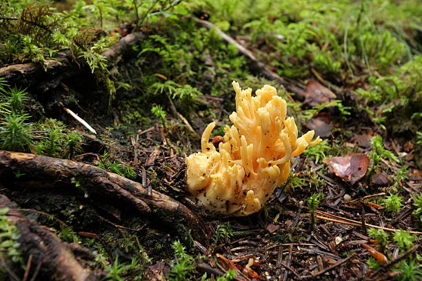 istock Golden coral fungus 521455927
