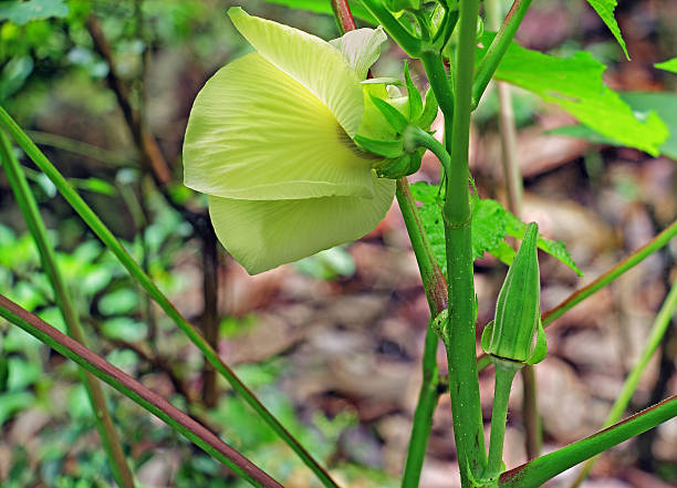 istock Tender Ladys Finger Okra 521456317