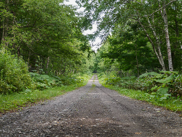 istock Forest road in Hokkaido, Japan 521457636