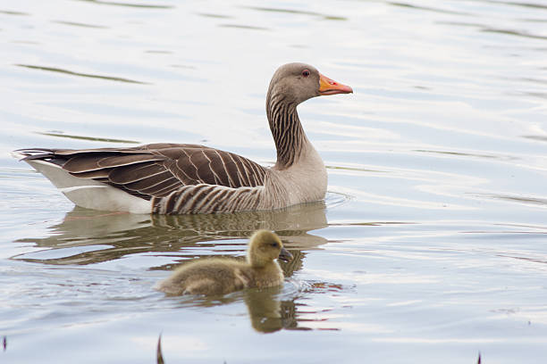 istock Greylag Geese (Anser Anser) with their offspring in Germany 521457910