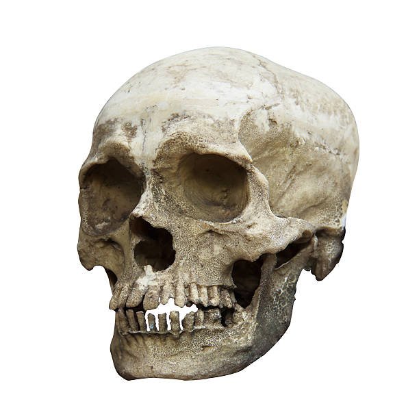istock Side view of human skull and clipping path. 521458143