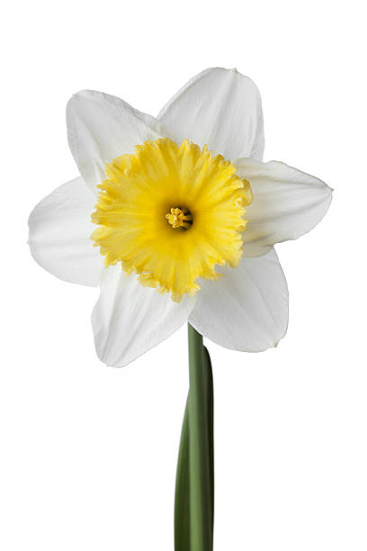 istock Single narcissus, daffodil, jonquil isolated on white 521458210