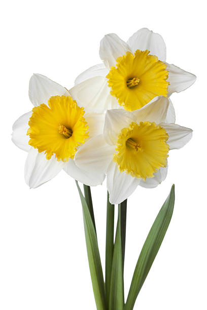 istock Bouquet of narcissus, daffodil, jonquil isolated on white 521458328