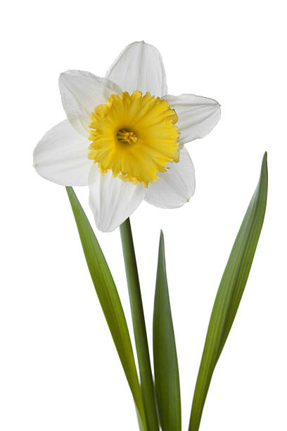 istock Spring narcissus, daffodil, jonquil isolated on white background 521458370