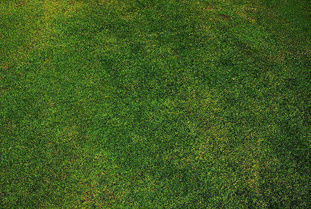 istock grass  in the golf club 521458505