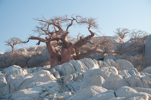 A baobab tree stands among white granite rocks on Kubu Island in the Makgadikgadi salt pan of Botswana
