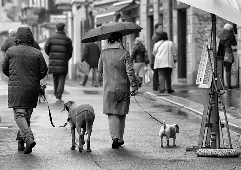 people walking with the dog in a rainy day
