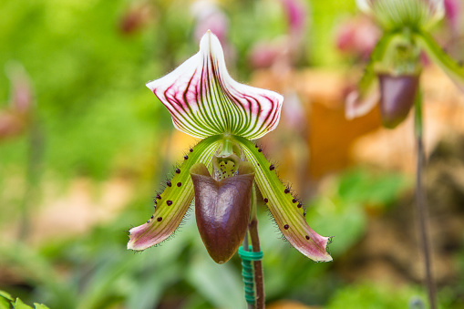 Flowers of Paphiopedilum orchid from Doi Tung Chiang Rai Thailand
