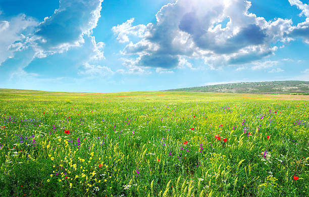 istock Spring meadow of flowers 521459486