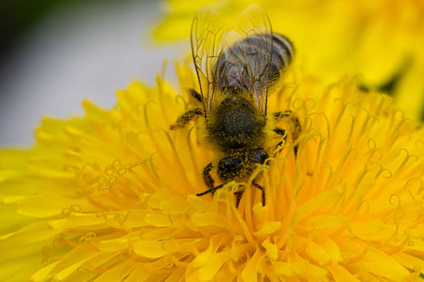 abeille sur fleur de pissenlit - flugel photos et images de collection