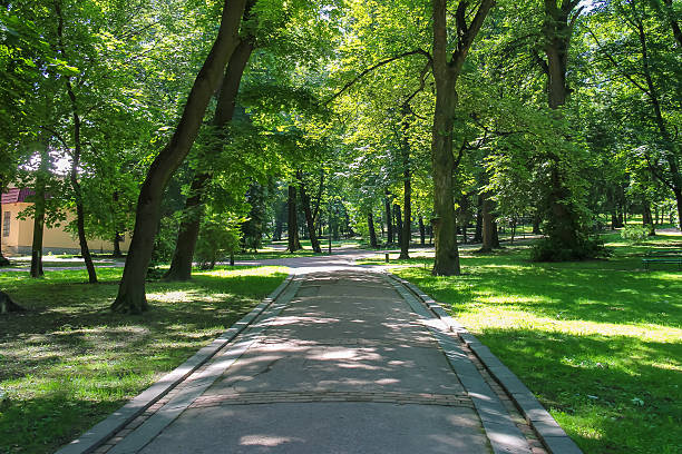 istock Summer alley in the city park 521460742