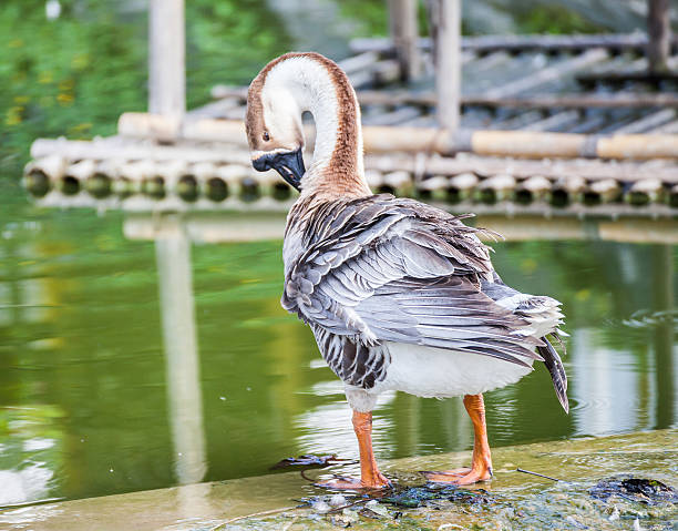 istock Goose or Gander on green water 521461274