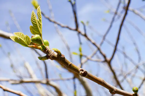 branch of fig tree with bud