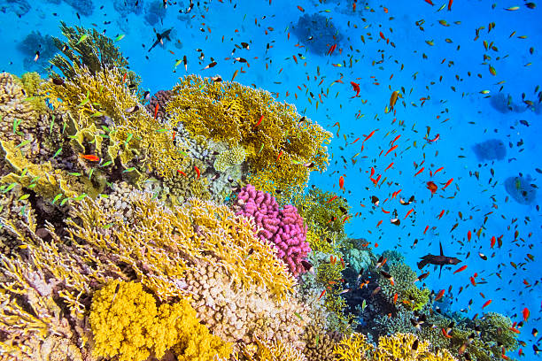 School of Fishes in Goral Garden on Red Sea Coral Reef  with School of Sea goldie ( Pseudanthias squamipinnis ) on Red Sea near by Marsa Alam. coral sea photos stock pictures, royalty-free photos & images