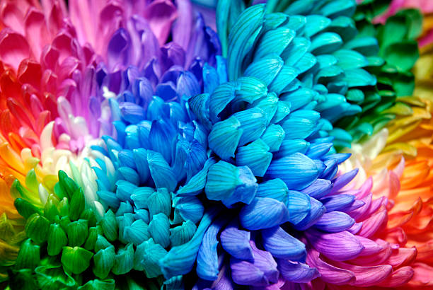 istock Beautiful chrysanthemums of different colors 521463798