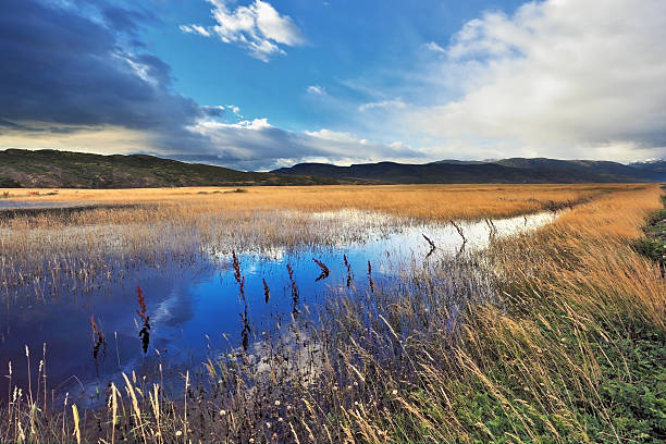 istock Shallow lake, overgrown with grass 521465236