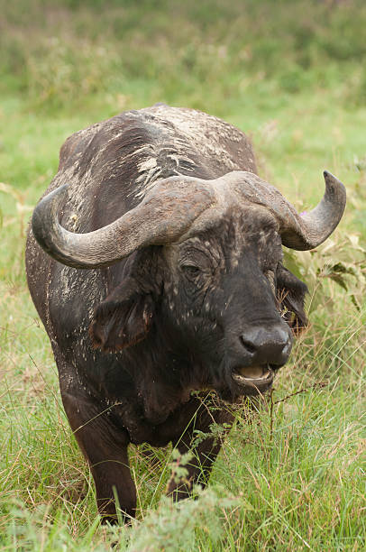 istock Buffalo in long green grass 521465690